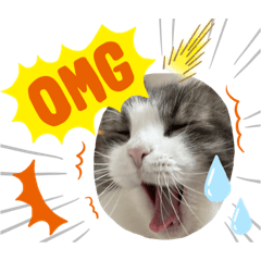 Cat Bchan 6