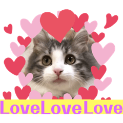 Cat Bchan 8