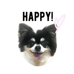 pochico no stanp – LINE stickers | LINE STORE