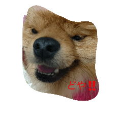 wanko--0