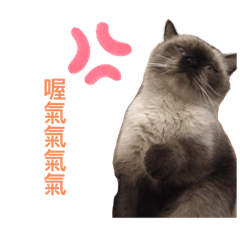 暹羅貓小歐日常