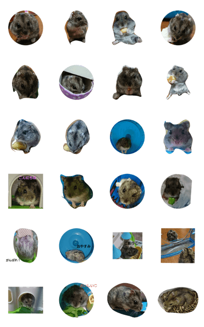 pretty-hamster