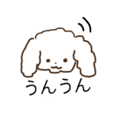 Toy poodle of serious look
