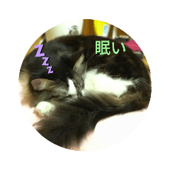 animalkoume