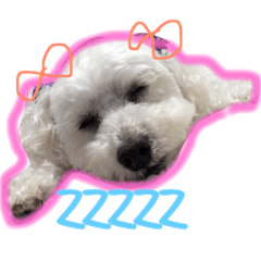 toy dog sora