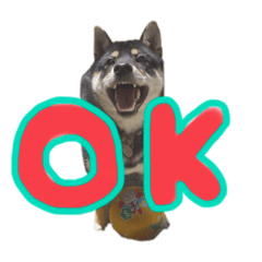 SHIBA.SARA_20220318222657
