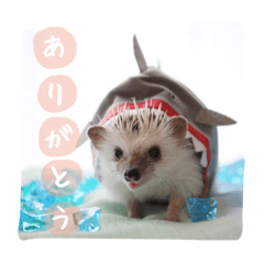 Hedgehog Ojaru