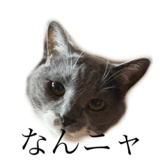 suzu_20220318191054