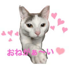 catstamp shizuku