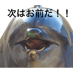 marine mammals2 dolphin&sea lions
