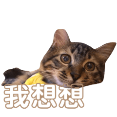 奇怪の牠們