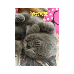 寶寶的生活語錄