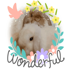 Ai am a rabbit3