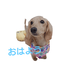 yukorin_20220319152236