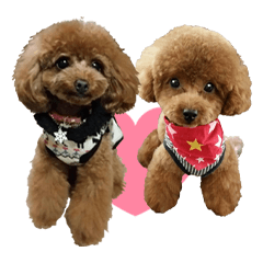 Stickers for people love toy poodle