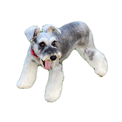 M.Schnauzer Sticker