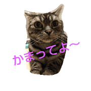 cat+