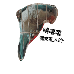 玄鳳baby們的日常