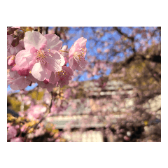 cherry blossoms spring