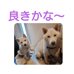 ワン太マメ太の日常1