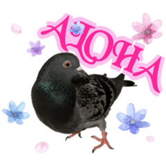 Cute pigeons photo sticker 9th