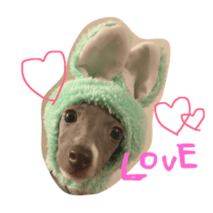 dog stamp konatsu 2
