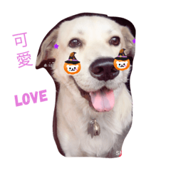 Mickeydog-1