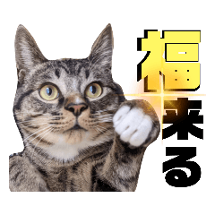 キジトラねこくんseason2