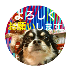 Chihuahua(KUUTA)Happy!03