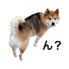 Shiba-inu HARU