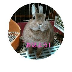 Rabbit Kirara