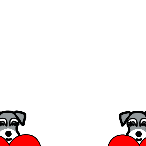 Night the Miniature Schnauzer 2
