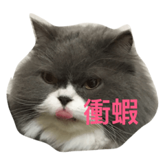最近拍的