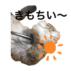 ふわふわ猫ぱる（チンチラ）