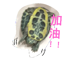 我的龜龜