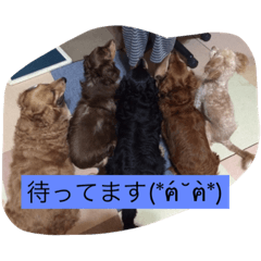 TAZAKI dog