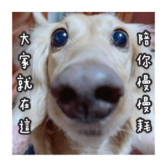 我是可愛的豆豆-梗圖篇