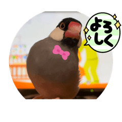 Ayumi_20220320120705