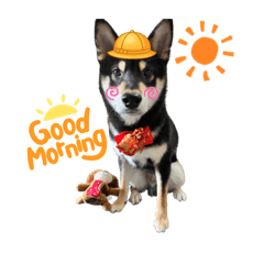 黑柴哈鼻比的日常用語