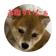 Shiba Inu Wheat Chan