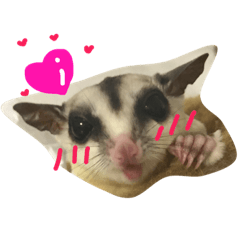 ngachan