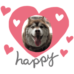 Happy husky Luna