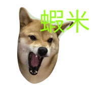 shiba-HaRu