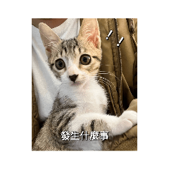 跳跳是隻喵