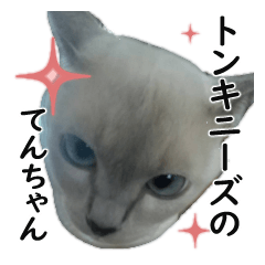 Sticker Tonkinese