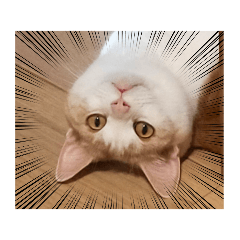 maomei_20220320231251
