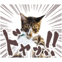 Cat Shigure Stamp