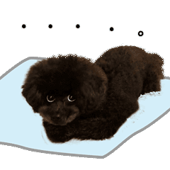 Moving black toy poodle, Ume-chan.vol.03