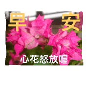 good morning/flowers