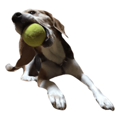 beagle suzu